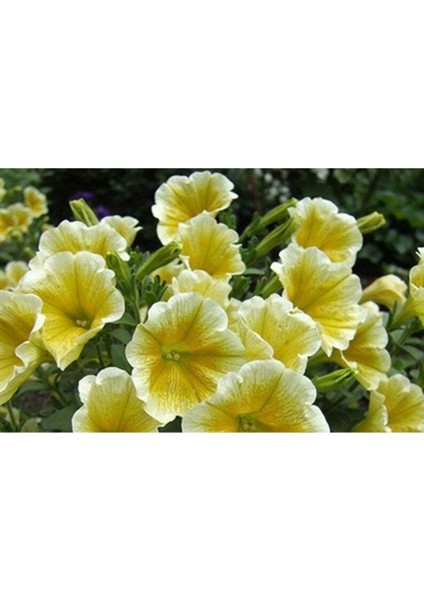 10 Adet Natural Trailing Petunia Yellow Star Tohumu