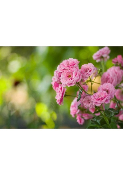 5 Adet Pink Rose Gül Tohumu