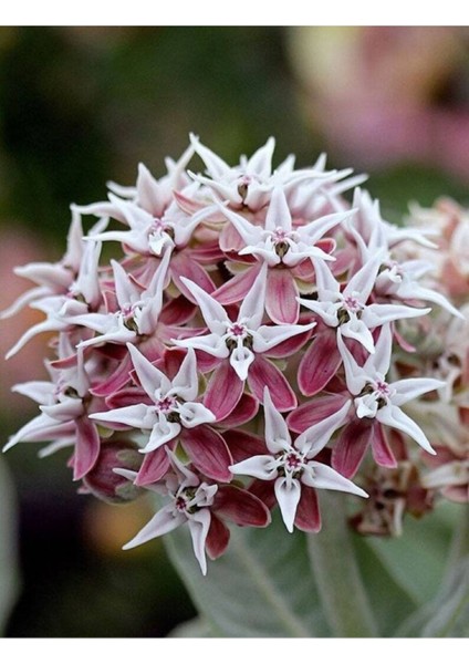 10 Adet Showy Milkweed Tohumu