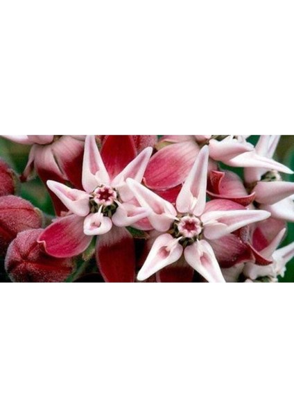 10 Adet Showy Milkweed Tohumu