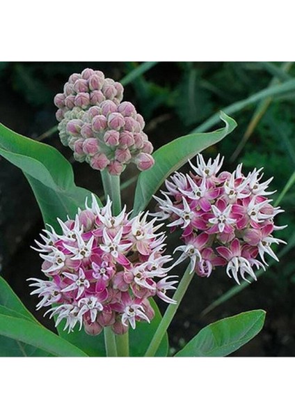10 Adet Showy Milkweed Tohumu