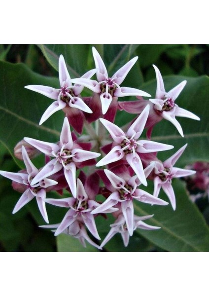 10 Adet Showy Milkweed Tohumu