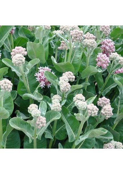 10 Adet Showy Milkweed Tohumu