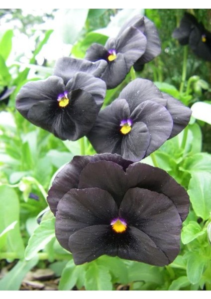 10 Adet Black Pansy Tohumu