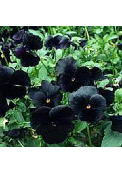 10 Adet Black Pansy Tohumu