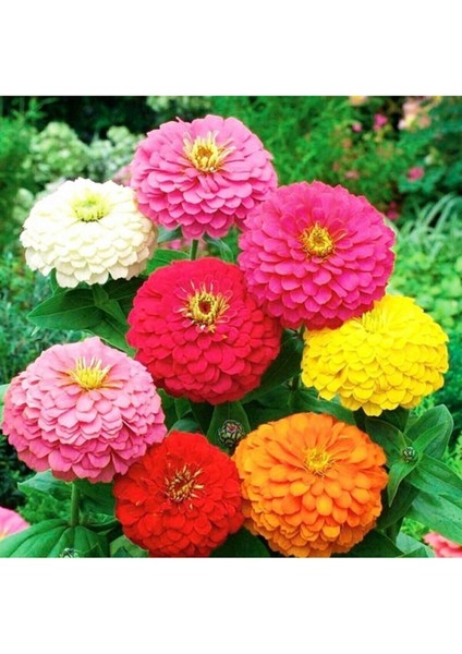 10 Adet Karışık Renkli Zinnia Çiçeği Tohumu