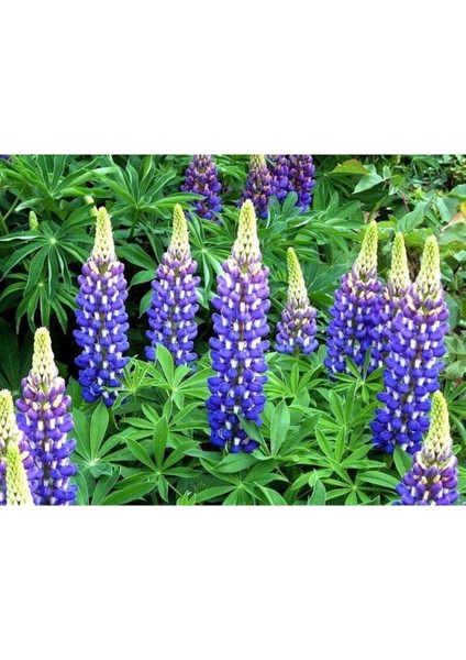 5 Adet Lupin Blue Flame Giant Tohumu fiyatları