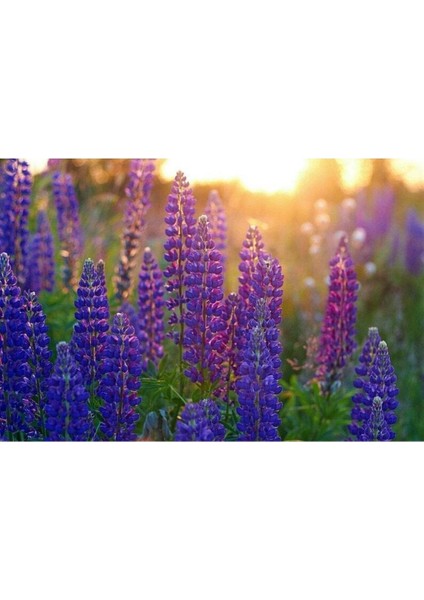 5 Adet Lupin Blue Flame Giant Tohumu modelleri