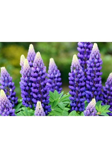 5 Adet Lupin Blue Flame Giant Tohumu fırsatları