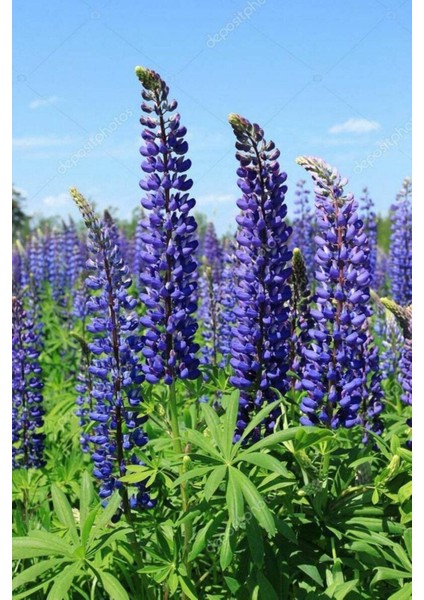 5 Adet Lupin Blue Flame Giant Tohumu indirimleri