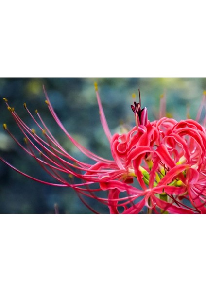 10 Adet Red Lycoris Radiata Tohumu