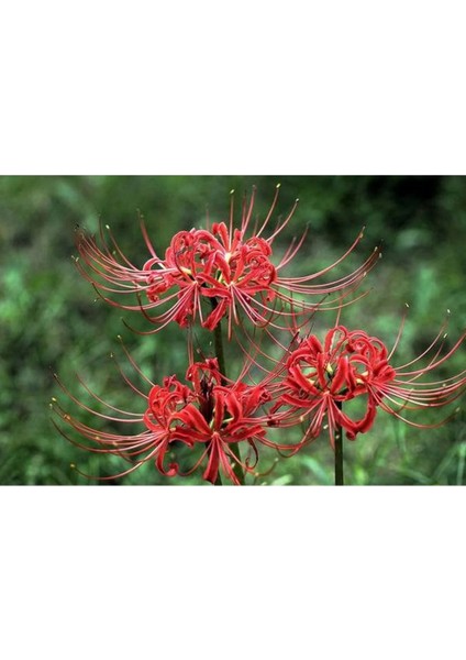 10 Adet Red Lycoris Radiata Tohumu