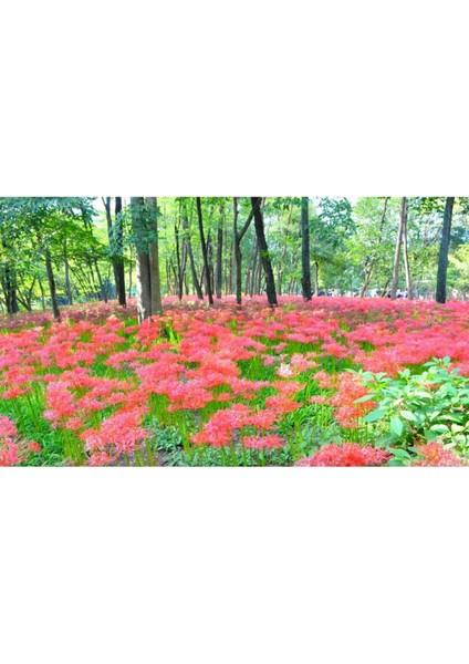 10 Adet Red Lycoris Radiata Tohumu