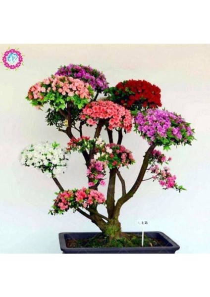 Japon Gülü Ağacı Bonsai Tohumu