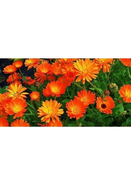 Karışık Renkli Bodur Aynısafa Çiçeği Tohumu