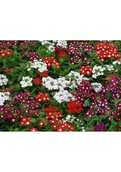 10 Adet Karışık Renkli Mine Çiçeği Tohumu ( Verbena )