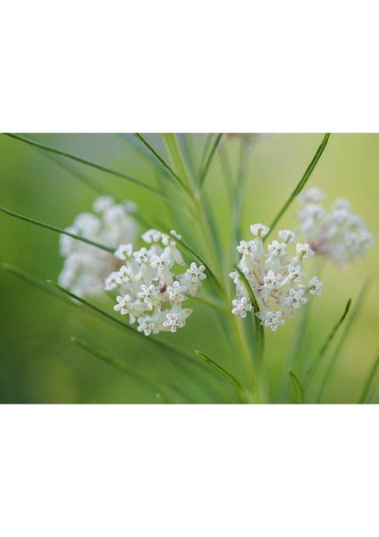 10 Adet Whorled Milkweed Tohumu