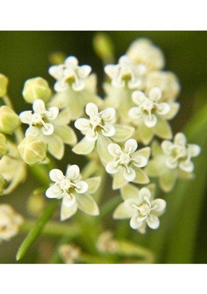 10 Adet Whorled Milkweed Tohumu
