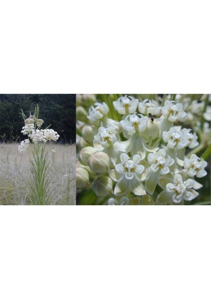 10 Adet Whorled Milkweed Tohumu