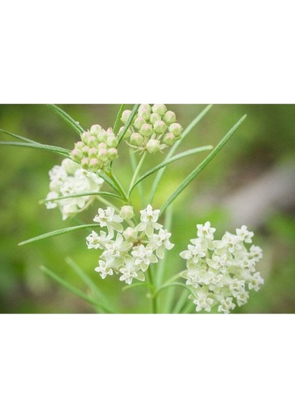 10 Adet Whorled Milkweed Tohumu