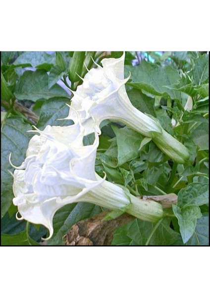 10 Adet White Ballerina Trumpet Tohumu