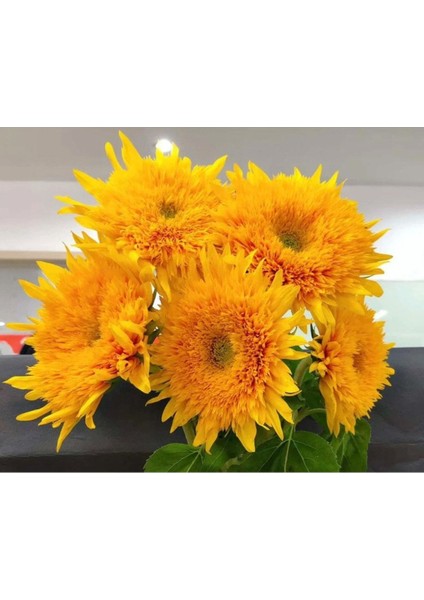 15 Adet Garden Sun Flower Gold Dwarf Tohumu