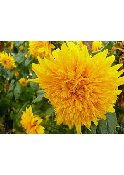 15 Adet Garden Sun Flower Gold Dwarf Tohumu