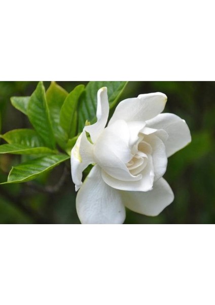 10 Adet Gardenia Jasminoides Tohumu