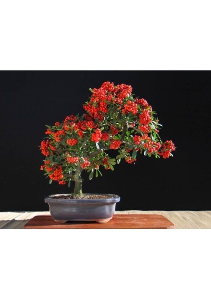 Pyracantha Bonsai Ağacı Tohumu 3 Adet