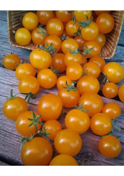 20 Adet Pinocchio Orange Micro Dwarf Domates Tohumu