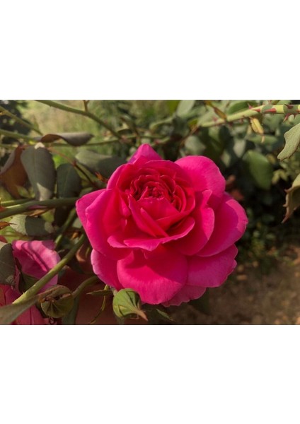 10 Adet Mix Clımbıng Rose Rosa Bush Tohumu