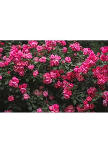 10 Adet Mix Clımbıng Rose Rosa Bush Tohumu