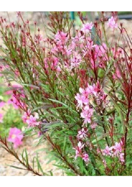 20 Adet Pink Gaura Whırlıng Butterflıes Tohumu