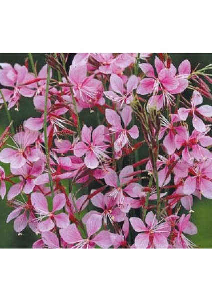 20 Adet Pink Gaura Whırlıng Butterflıes Tohumu