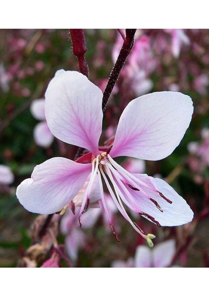 20 Adet Pink Gaura Whırlıng Butterflıes Tohumu