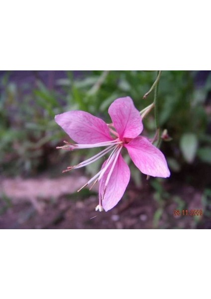 20 Adet Pink Gaura Whırlıng Butterflıes Tohumu