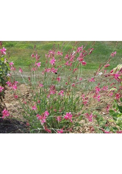 20 Adet Pink Gaura Whırlıng Butterflıes Tohumu