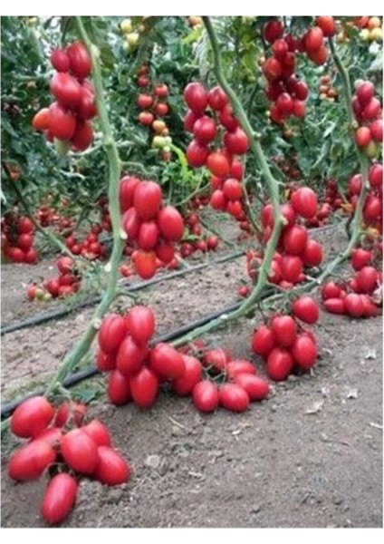 Saksılık Zeytin Domates Tohumu 40 Adet Tohum Kahvaltılık Domates Tohumu