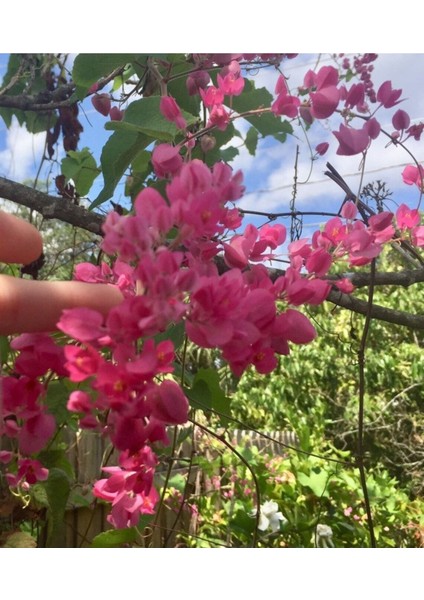 10 Adet Pink Coral Vine Tohumu