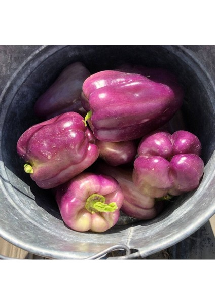 20 Adet Sweet Sunrise Mor Dolmalık Biber Tohumu