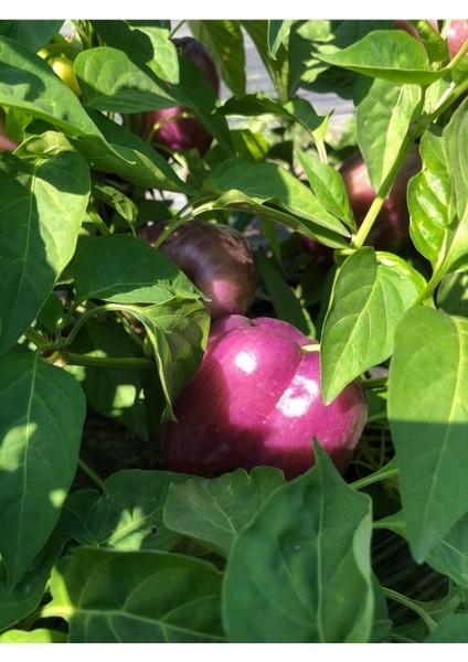 20 Adet Sweet Sunrise Mor Dolmalık Biber Tohumu fiyatları