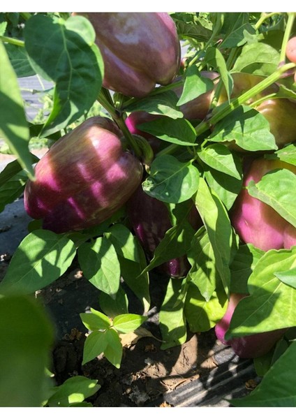 20 Adet Sweet Sunrise Mor Dolmalık Biber Tohumu modelleri