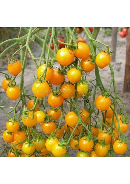 20 Adet Golden Cherry Domates Tohumu