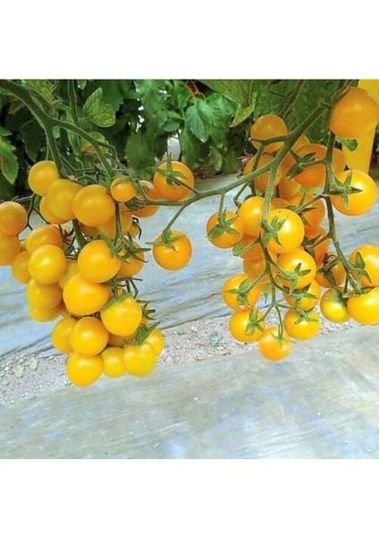 20 Adet Golden Cherry Domates Tohumu