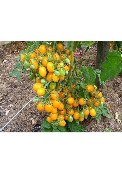 20 Adet Golden Cherry Domates Tohumu