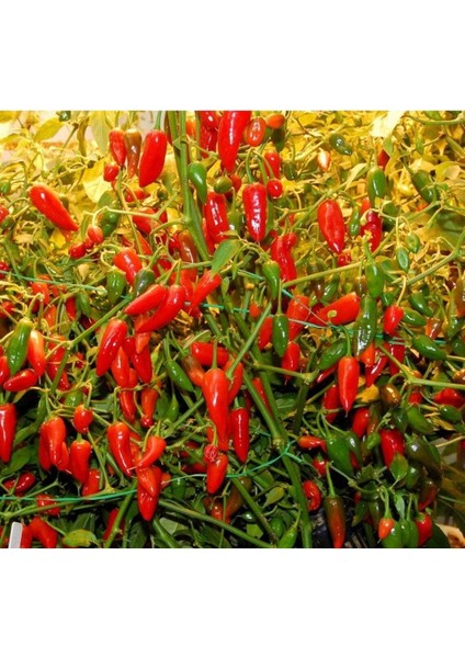 20 Adet Inca Red Drop Biber Tohumu