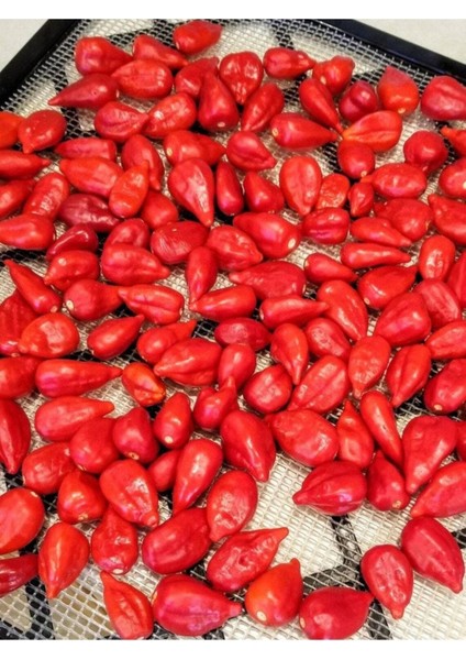 20 Adet Inca Red Drop Biber Tohumu