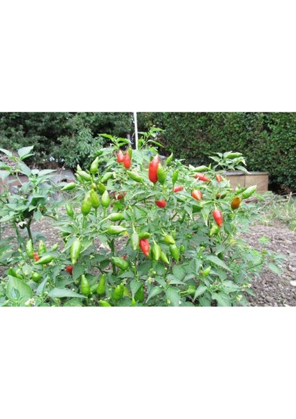 20 Adet Inca Red Drop Biber Tohumu