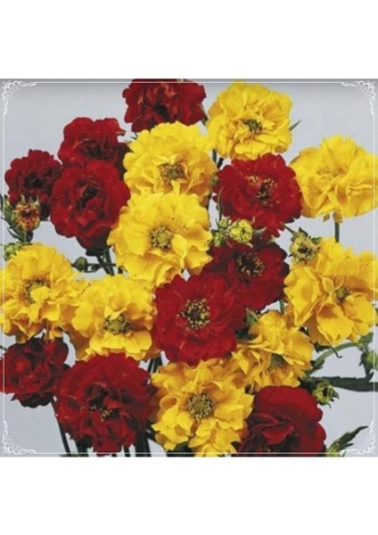10 Adet Cold Resistant Multilayer Mixed Geum Tohumu