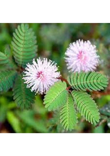 20 Adet Mimosa Pudica Tohumu